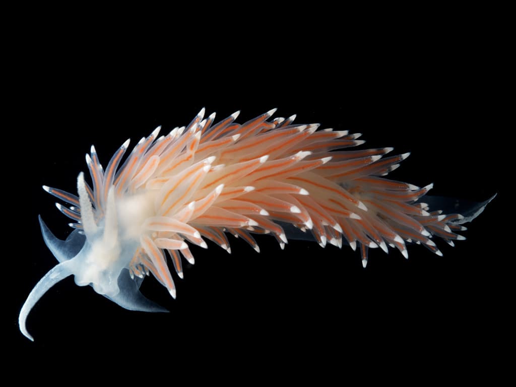 Nacktschnecke (Coryphella nobilis), fotografiert beim Gulen Dive Resort