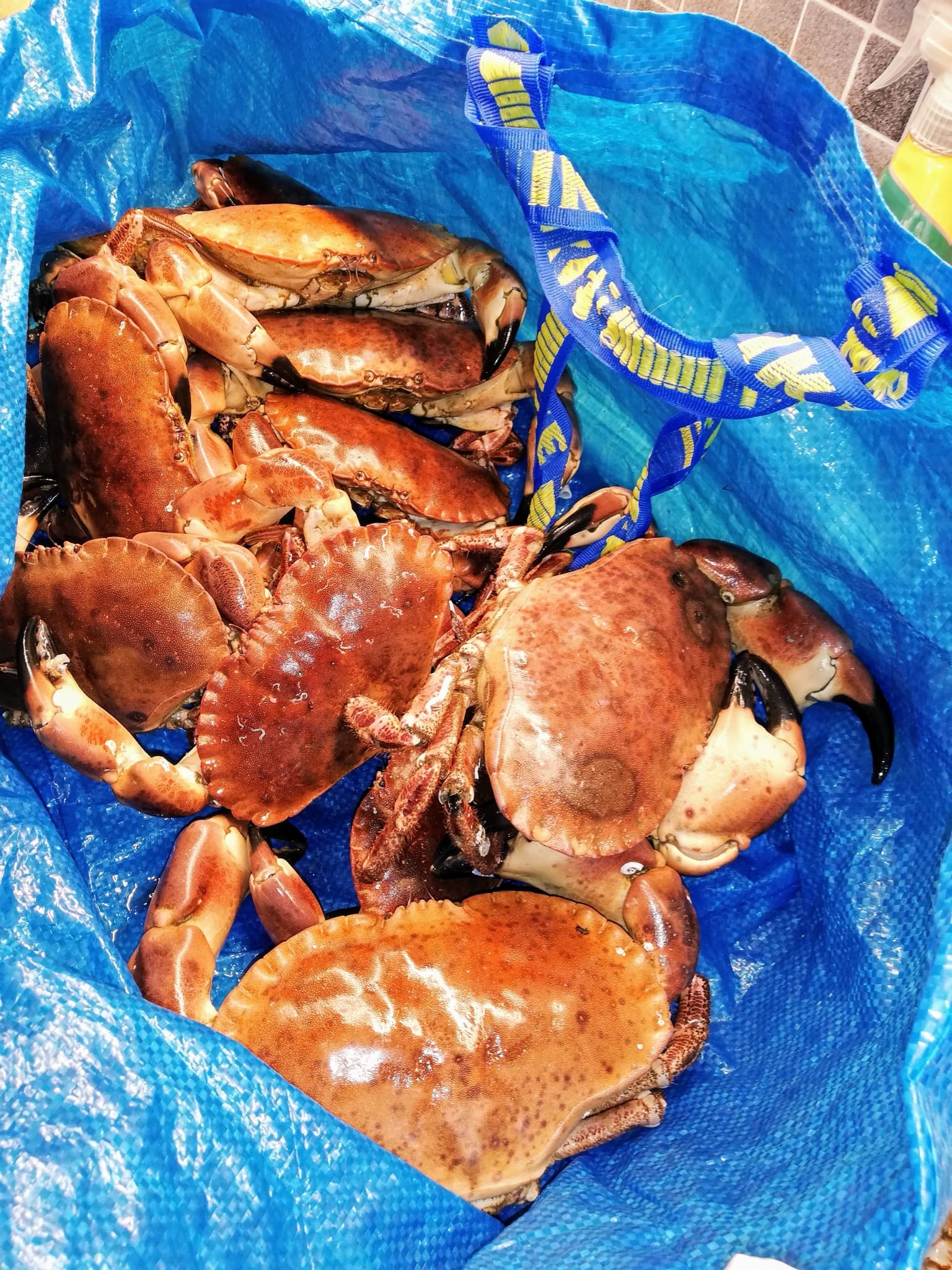 Krabbefangst fra dagen